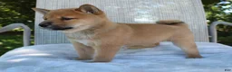 Shiba Inu dogs for sale: Lucky - Ad 4