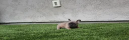 French Bulldog dogs for sale: French Bulldog [Mr Fawn] - Ad 5