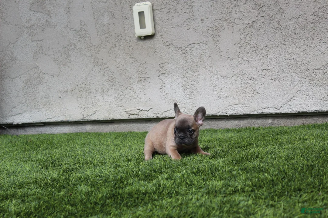 French Bulldog dogs for sale: French Bulldog [Mr Fawn] - Ad 5