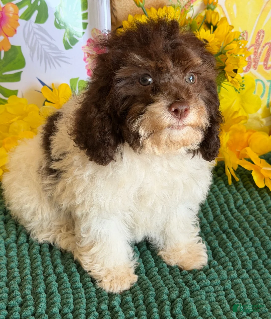 Cockapoo dogs for sale: Millie - Ad 3