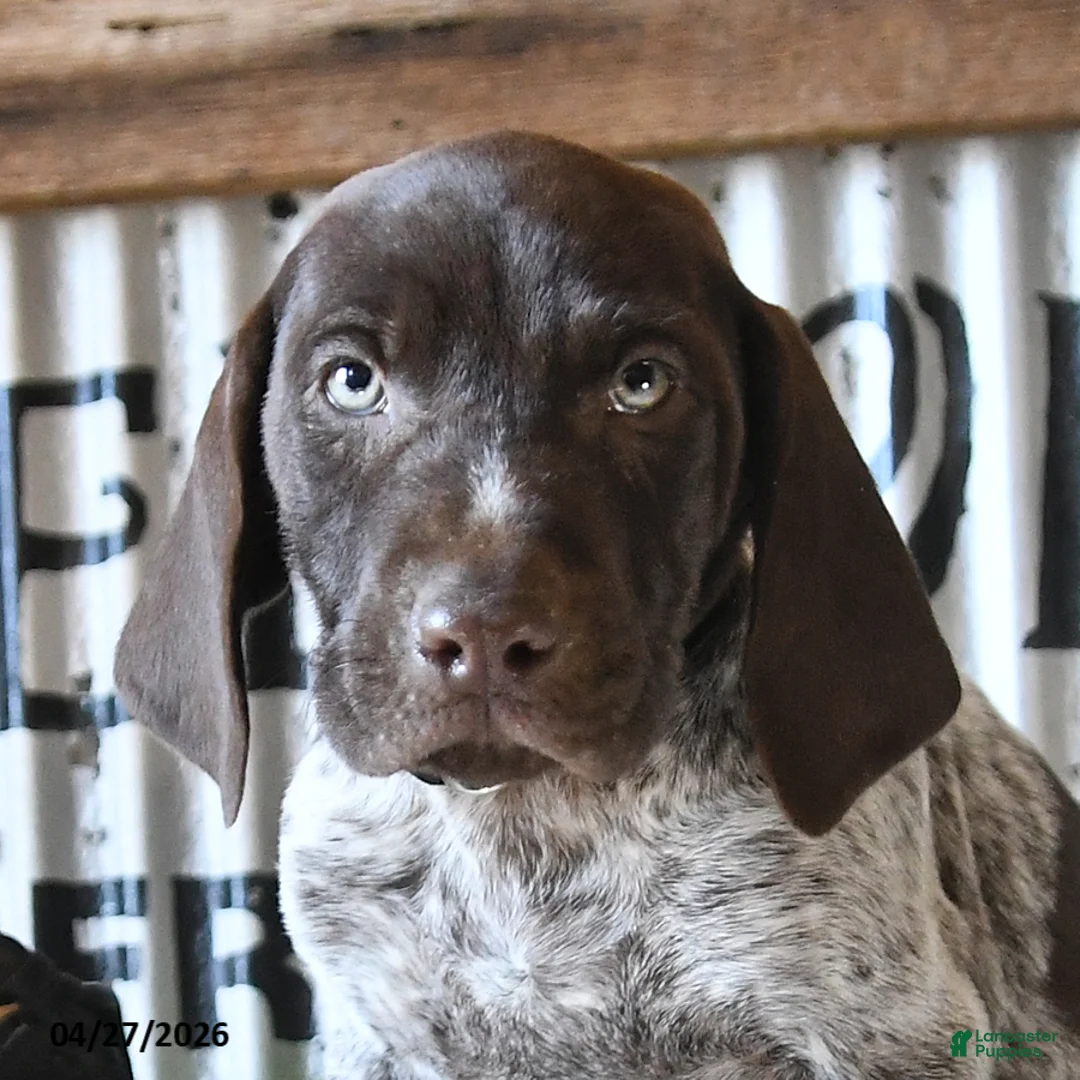 German Shorthaired Pointer dogs for sale: Brody - Ad 2