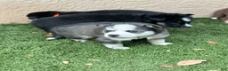 Pomsky dogs for sale: Flint - Ad 14