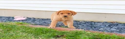 Labrador Retriever dogs for sale: Maxine  - Ad 4