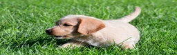 Labradoodle dogs for sale: Diesel - Ad 6
