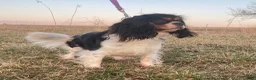 Cavalier King Charles Spaniel dogs for sale: Ricky - Ad 11