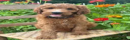 Irish Doodle dogs for sale: Maple - Ad 21
