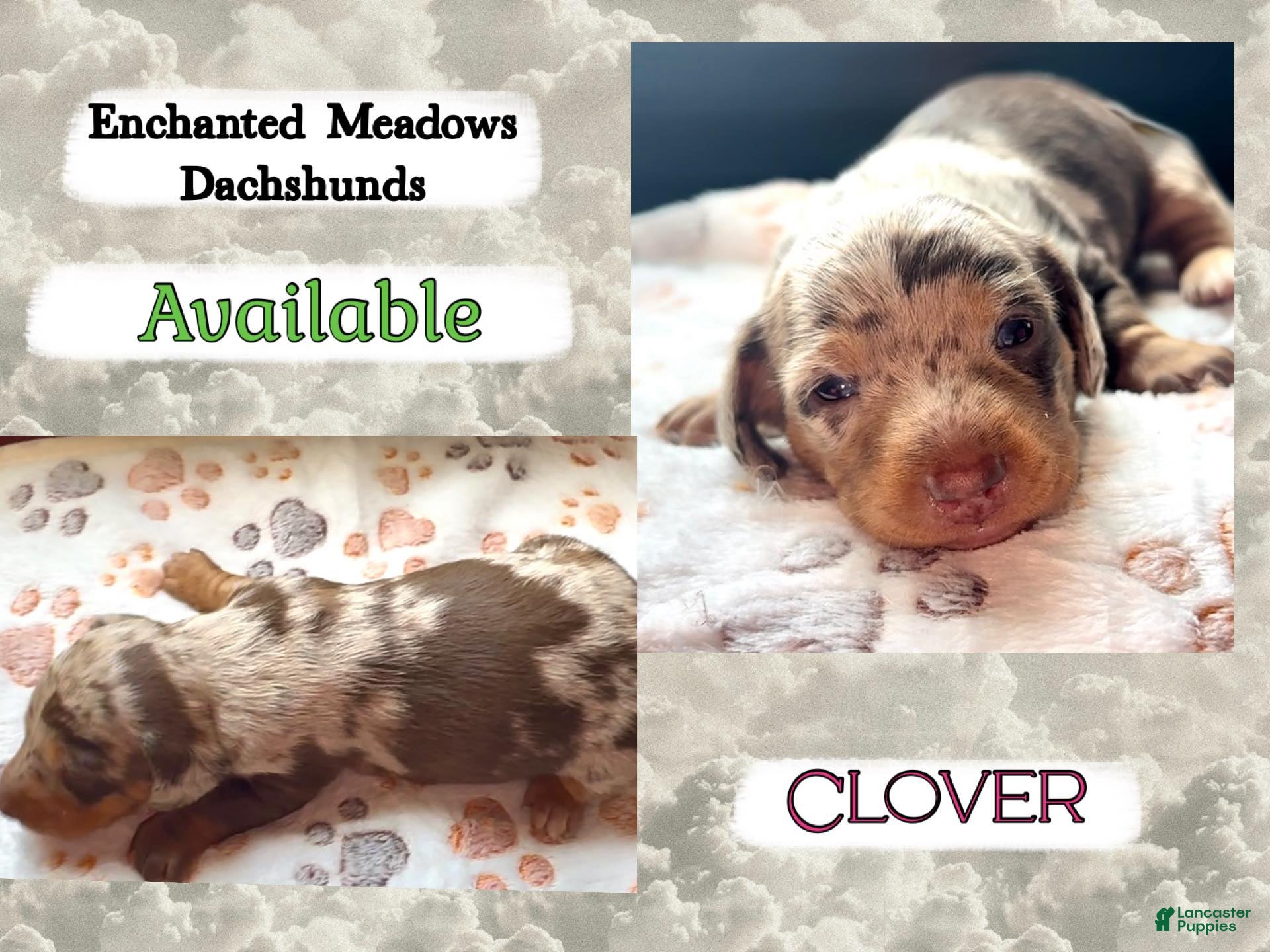 Miniature Dachshund dogs Clover - Ad 19