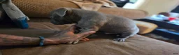 Mixed Breed dogs for sale: Wolf  - Ad 4