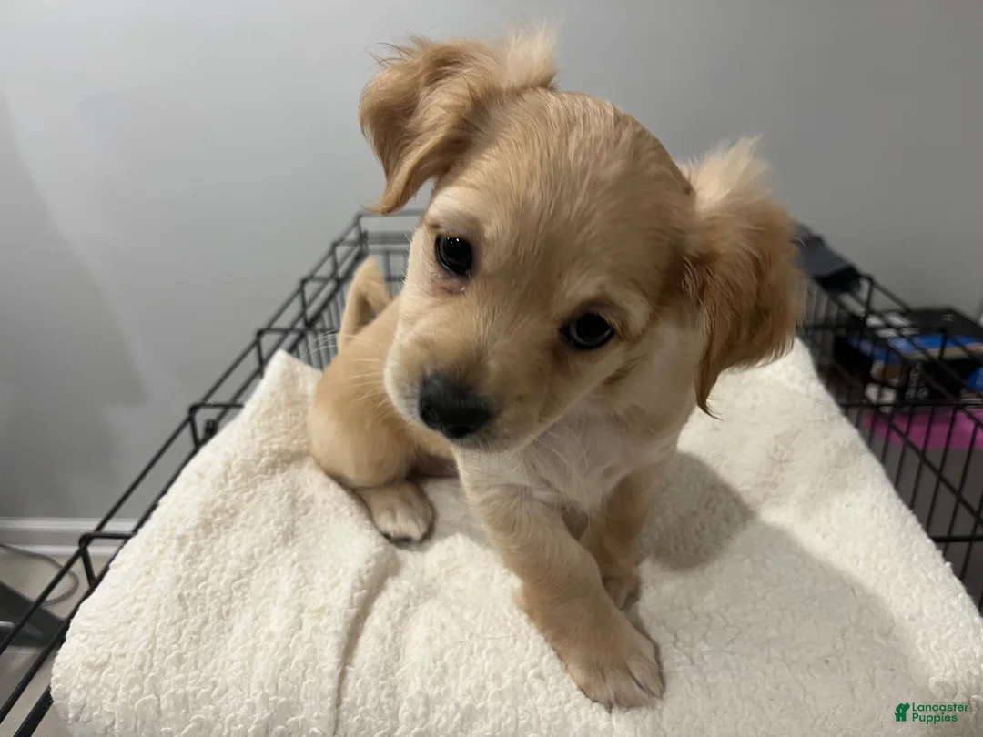 Maltipoo dogs for sale: Lilly - Ad 1