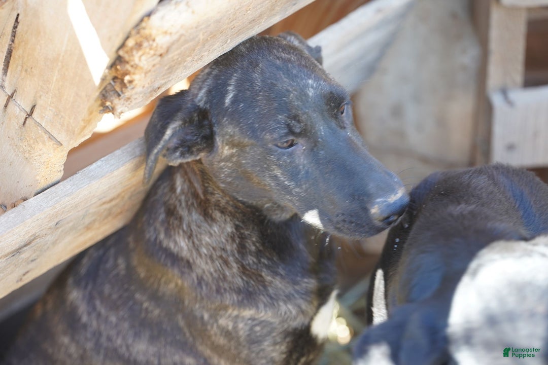 Mixed Breed dogs for sale: Tiger Tiscar Farm Dog - Ad 6