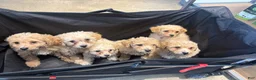 Mixed Breed dogs for sale: Princess  - Ad 5
