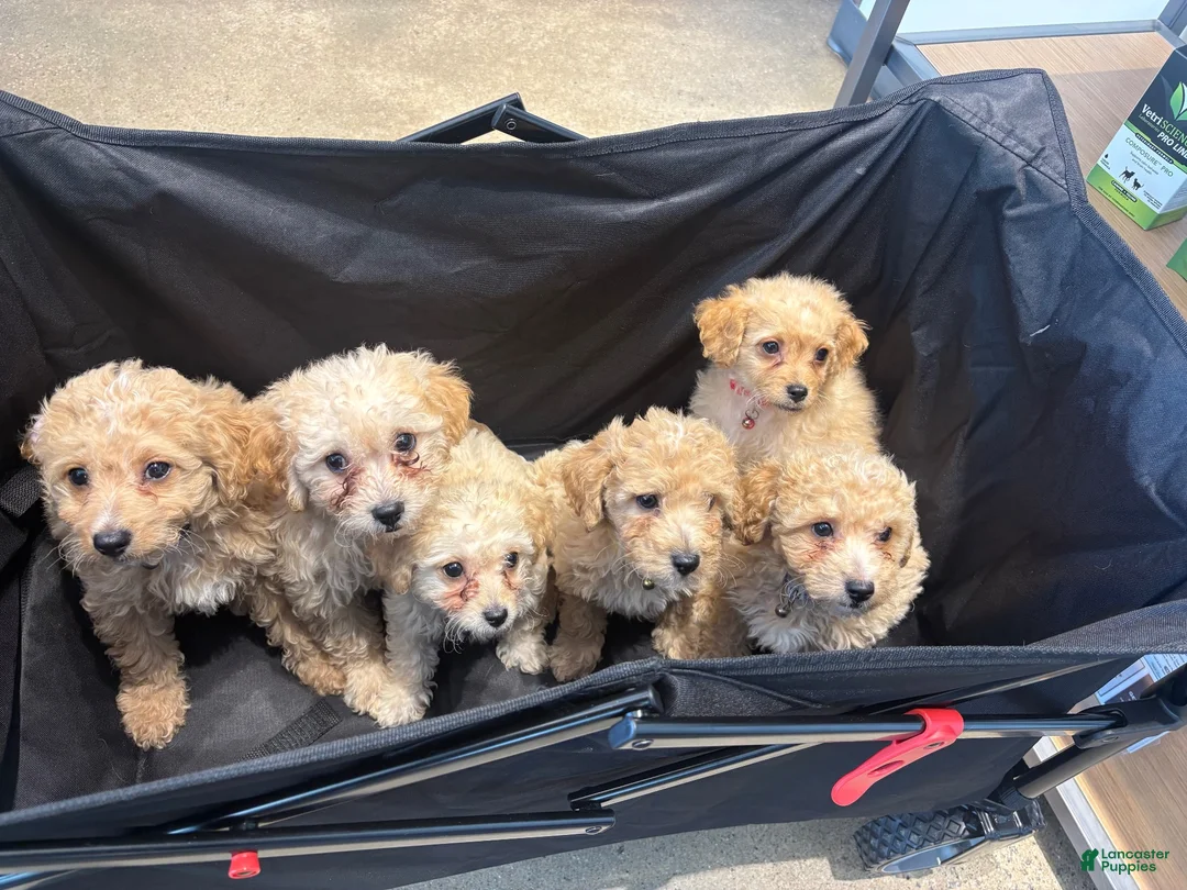 Mixed Breed dogs for sale: Princess  - Ad 5