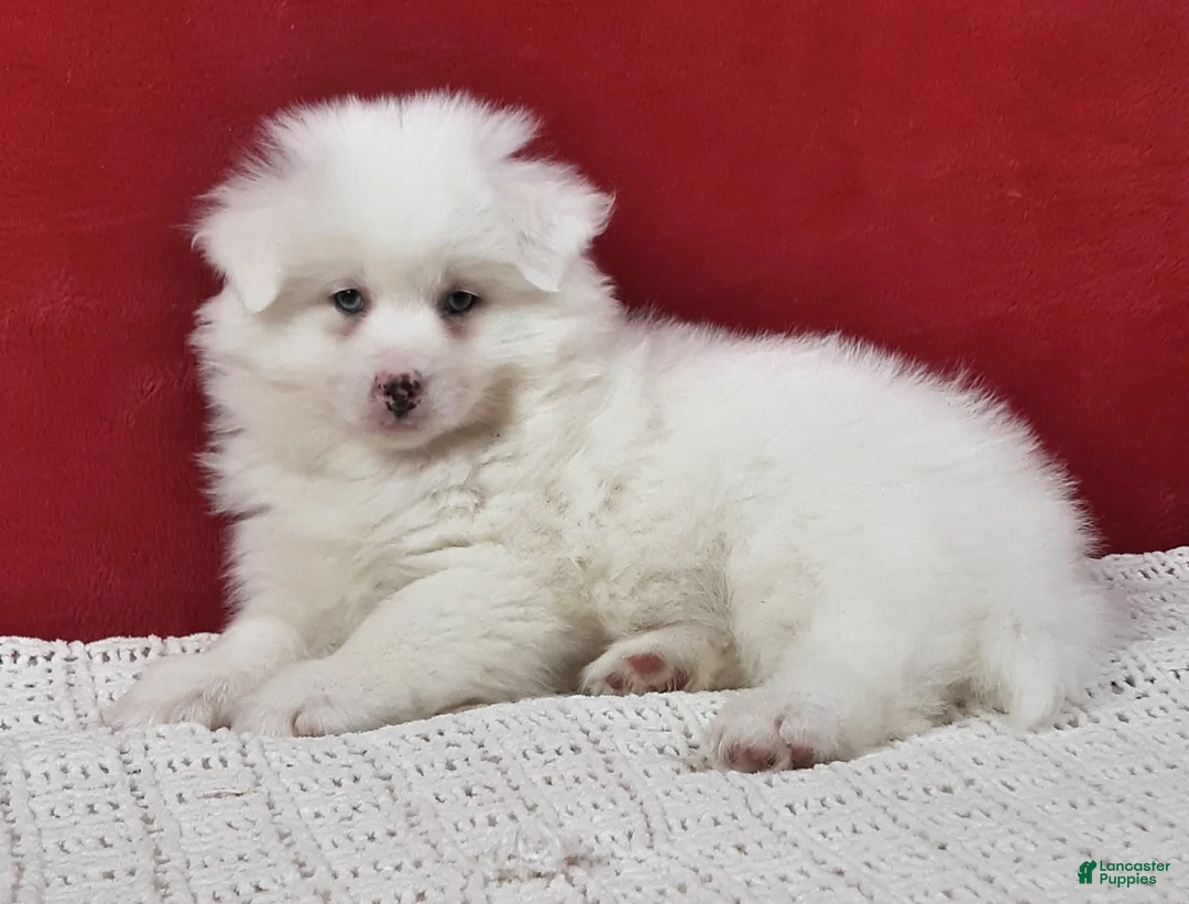 Pomsky dogs for sale: Blizzard  - Ad 3