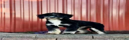 Mini Bernedoodle dogs for sale: Vicky - Ad 12