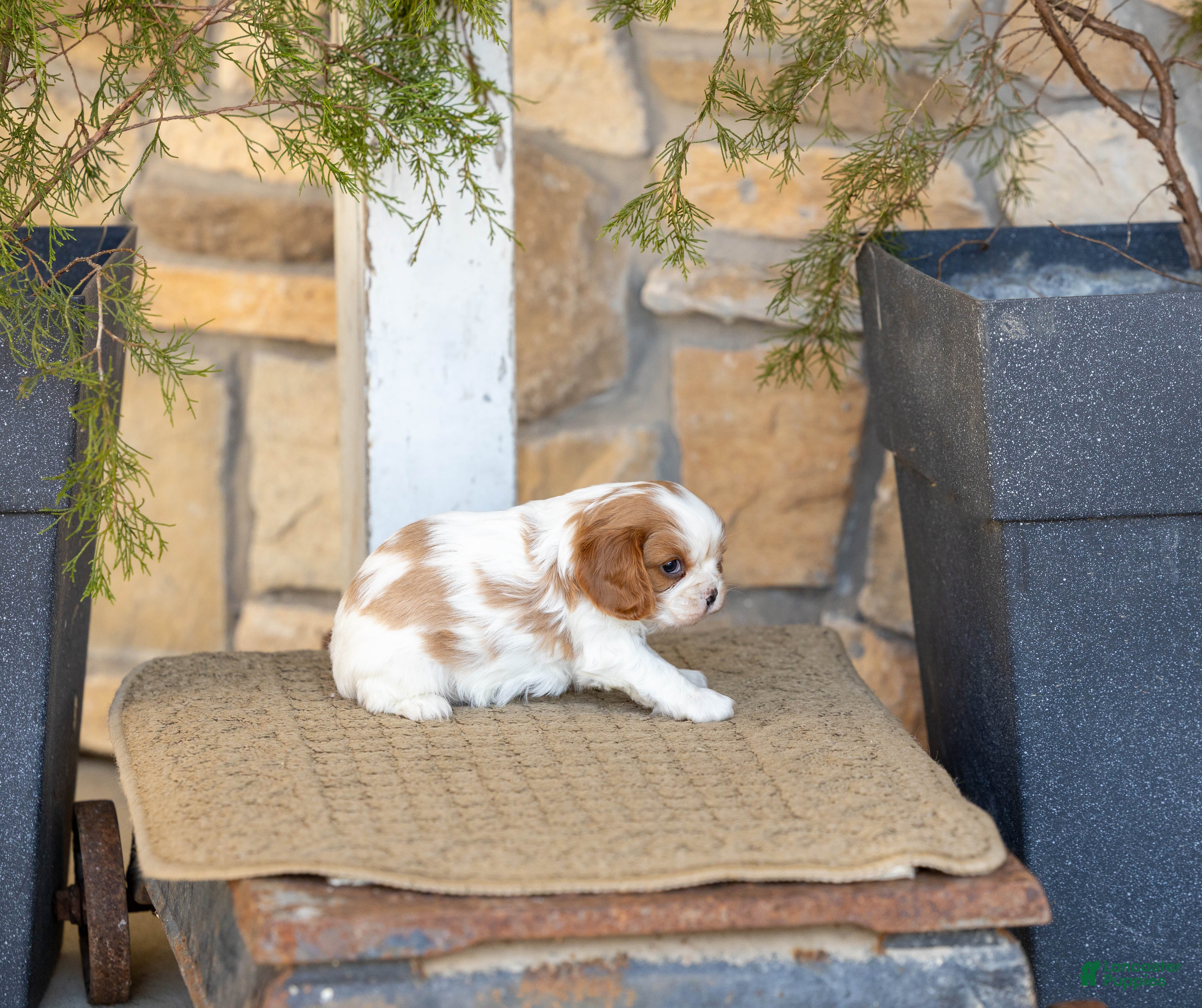 Cavalier King Charles Spaniel dogs AKC Willow - Ad 2