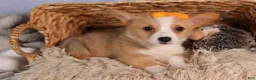 Welsh Corgi Pembroke dogs for sale: Carter  - Ad 5