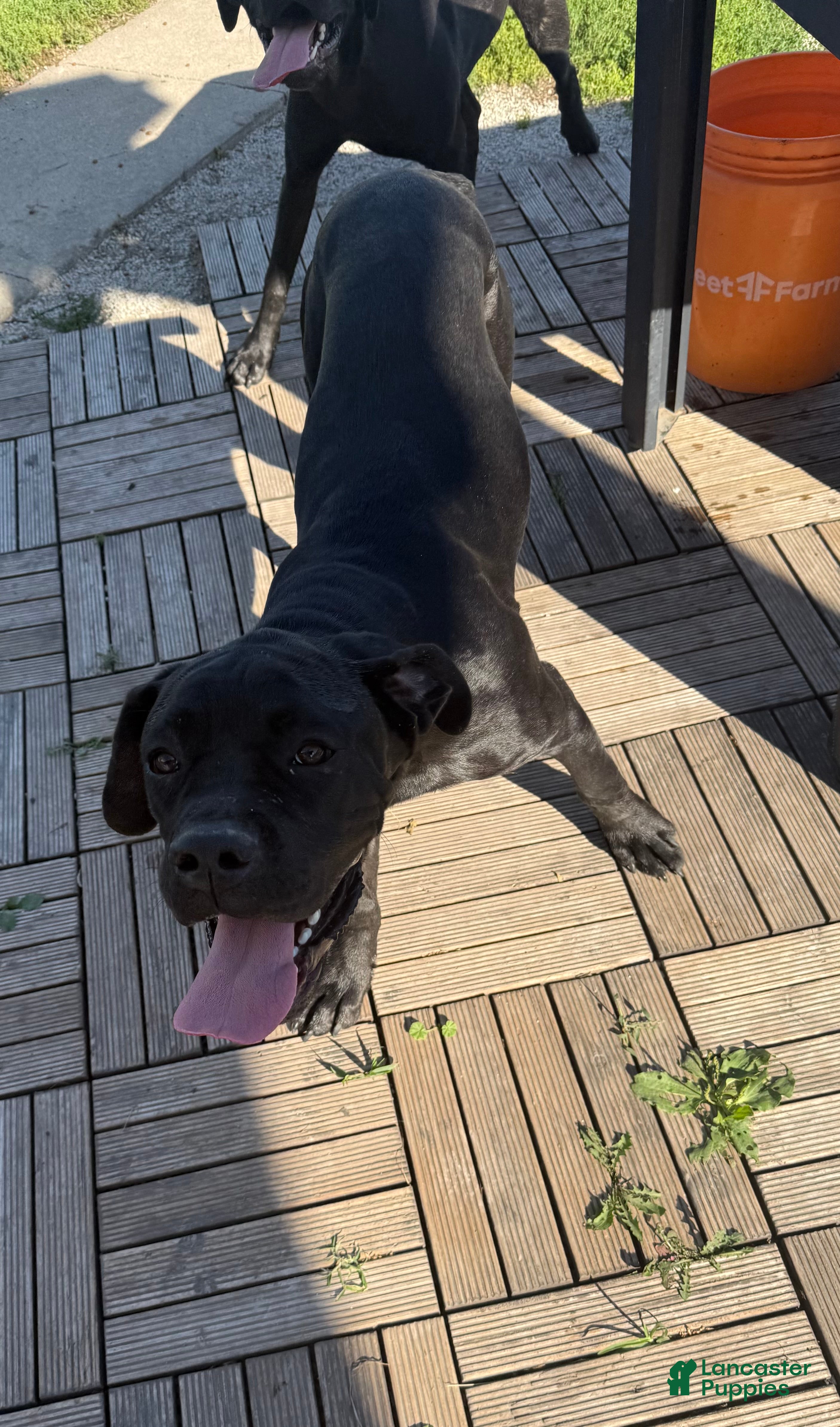 Cane Corso dogs Loretta  - Ad 1