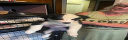 Mixed Breed dogs for sale: Petey  - Ad 4
