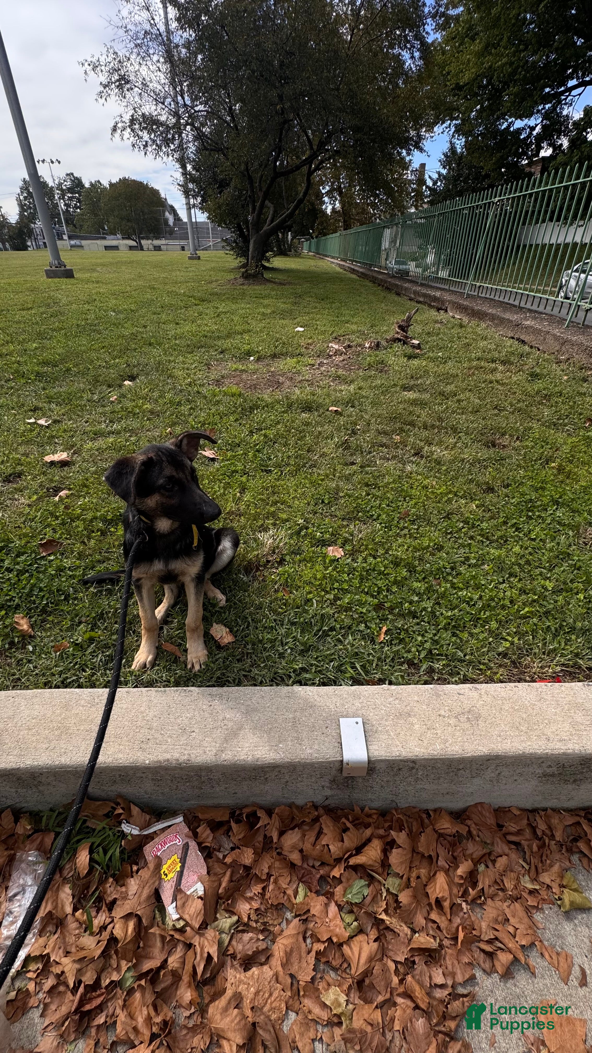 German Shepherd dogs Banana - Ad 2