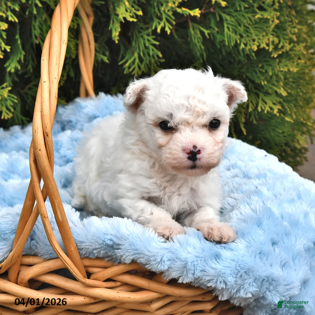 Bichon Frise dogs for sale: Scout - Ad 2