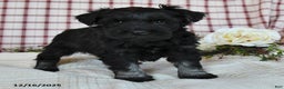 Miniature Schnauzer dogs for sale: Blake - Ad 3