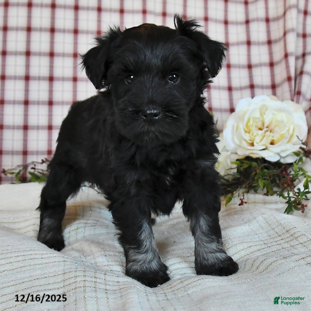 Miniature Schnauzer dogs for sale: Blake - Ad 3
