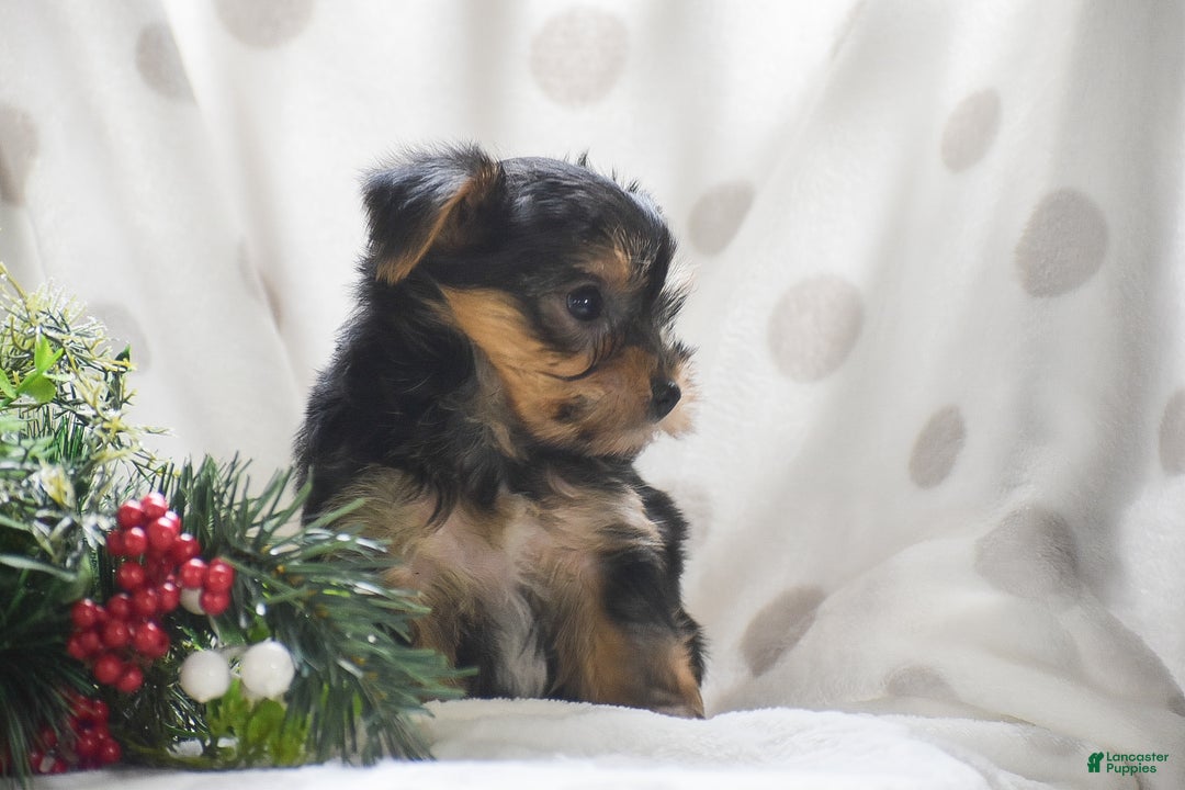 Yorkshire Terrier dogs for sale: Paprika - Ad 4