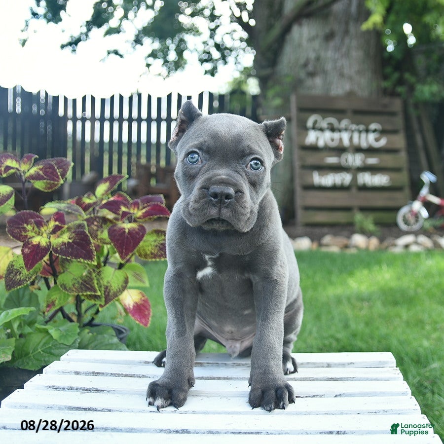 Cane Corso dogs Dallas  - Ad 1