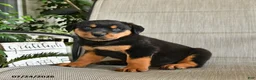 Rottweiler dogs for sale: Max - Ad 3