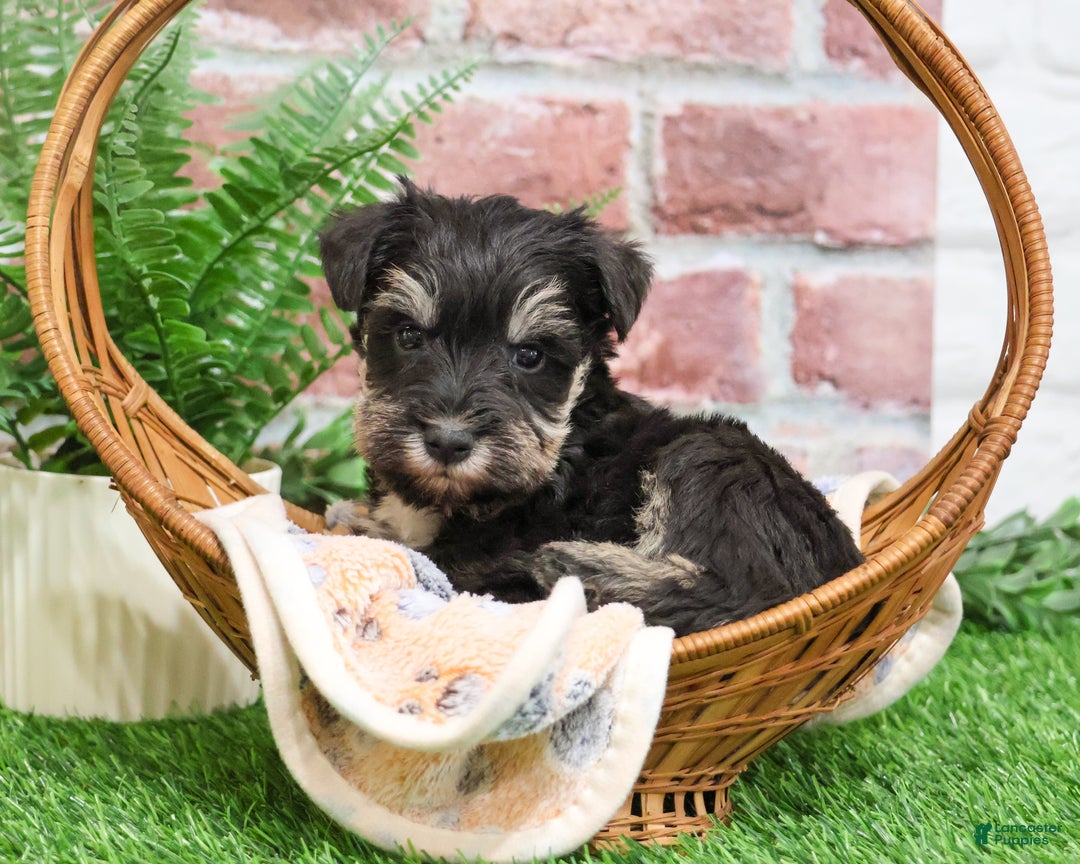 Miniature Schnauzer dogs for sale: Tyson - Ad 7