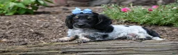 Miniature Dachshund dogs for sale: Max - Ad 14