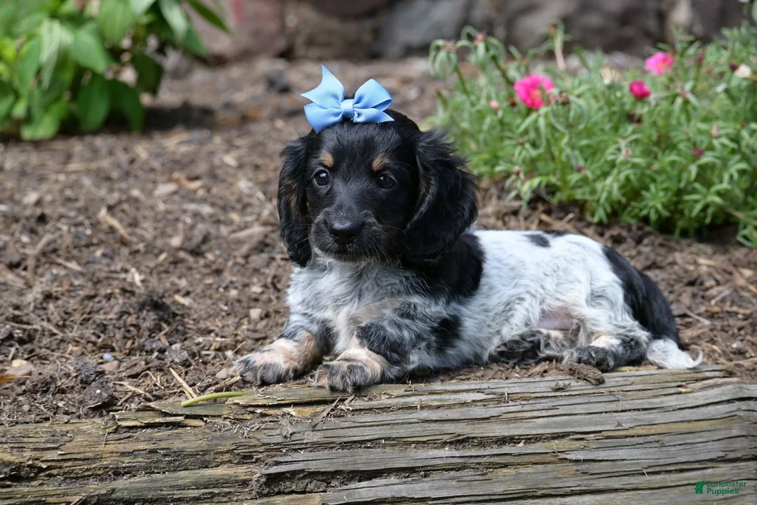 Miniature Dachshund dogs for sale: Max - Ad 14