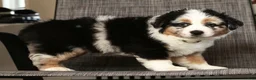 Miniature Australian Shepherd dogs for sale: Bella - Ad 8