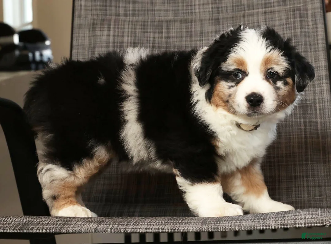 Miniature Australian Shepherd dogs for sale: Bella - Ad 8