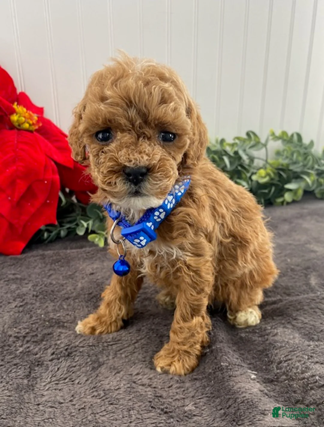 Toy Poodle dogs for sale: Jimmy-tiny - Ad 4
