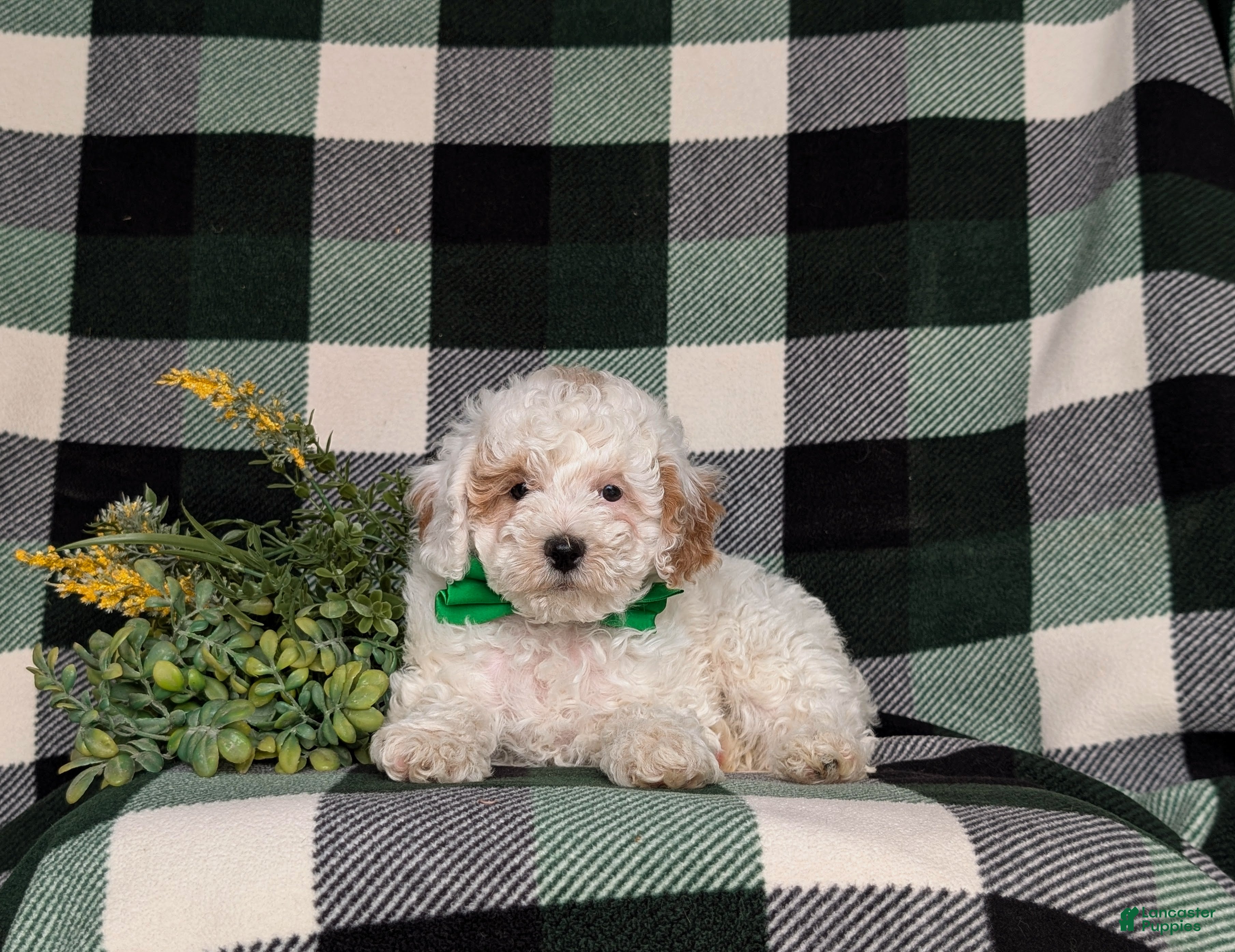 Miniature Poodle dogs for sale: Nyko - Ad 6