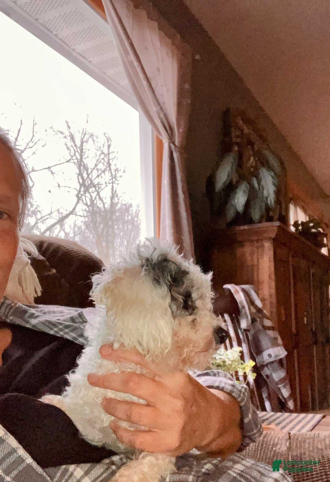 Toy Poodle dogs for sale: Toy Poodle Puppy 1 - Ad 11