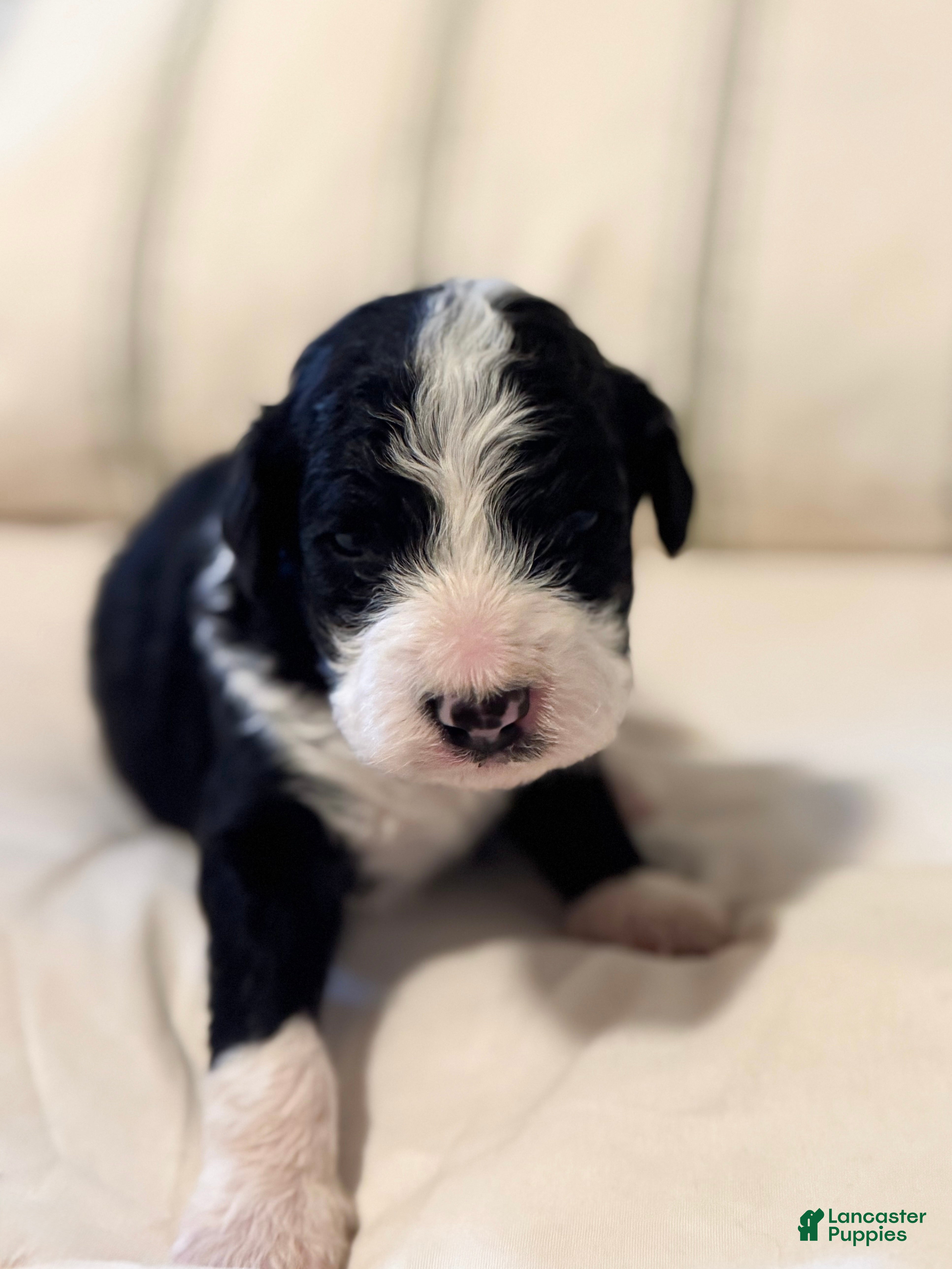 Murphy, Doodle / designer cross