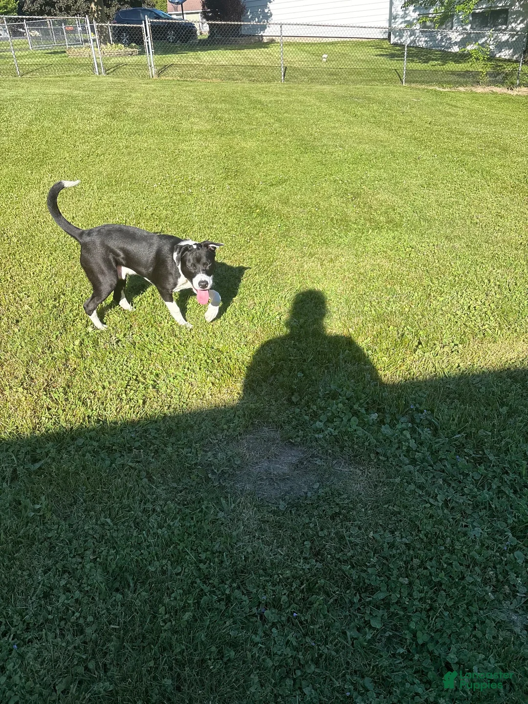Mixed Breed dogs for sale: Mixed Breed 4 - Ad 1