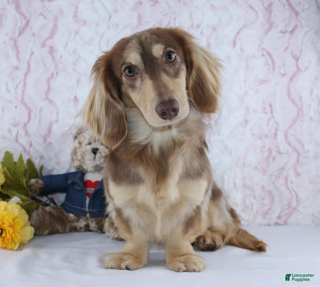 Miniature Dachshund dogs for sale: Theodore - Ad 5