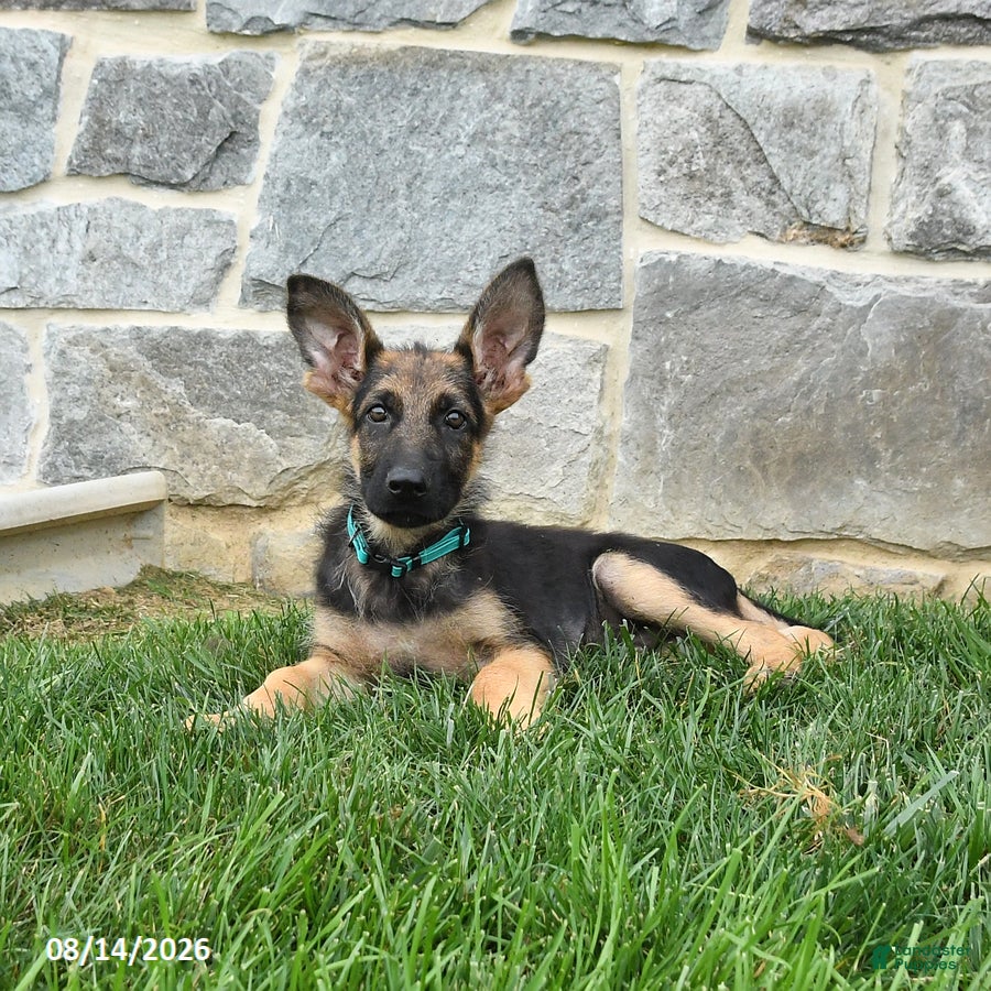 German Shepherd dogs Tanner - Ad 2