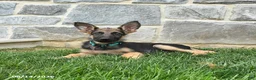 German Shepherd dogs for sale: Tanner - Ad 2