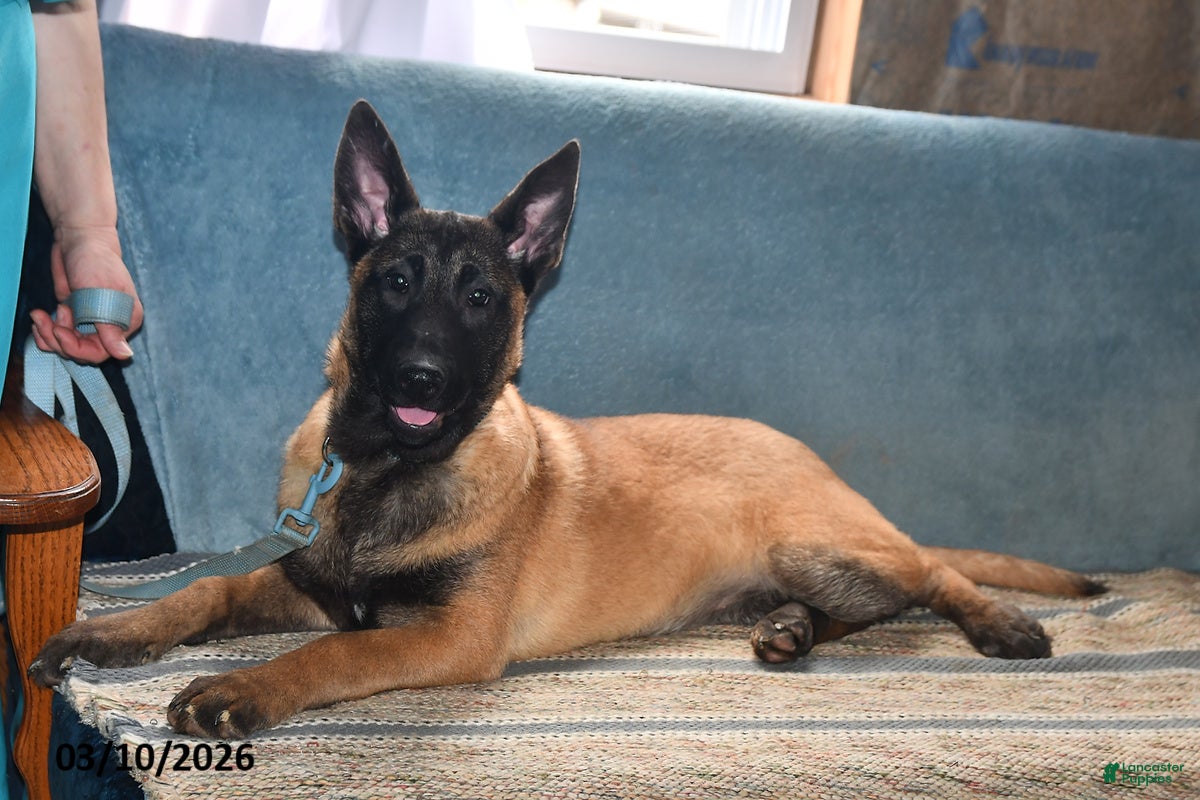 Belgian Malinois dogs Ivy - Ad 1