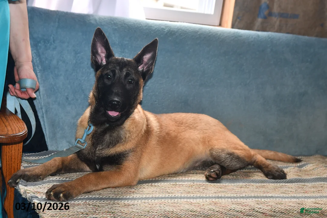 Belgian Malinois dogs for sale: Ivy - Ad 1
