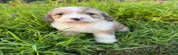 Bernedoodle dogs for sale: Bunny - Ad 3