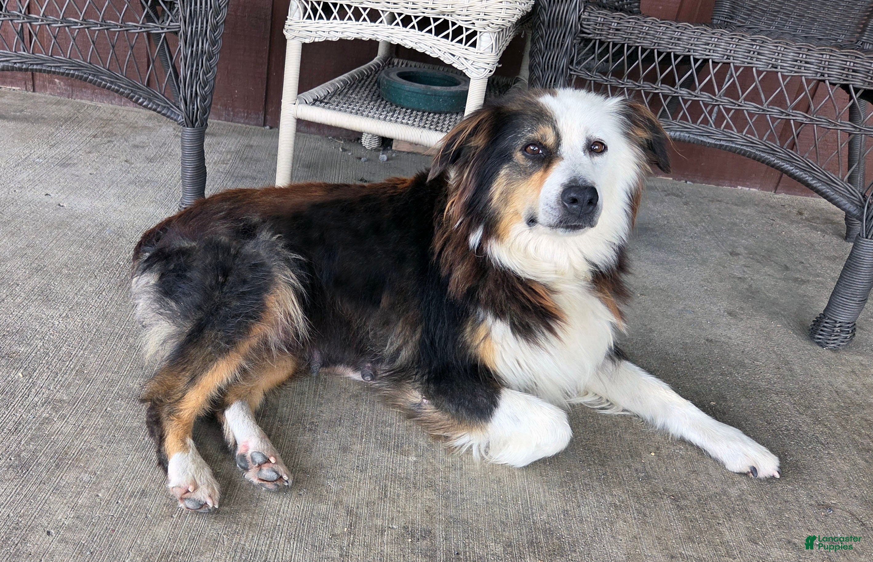 Australian Shepherd dogs Orange Male - Ad 2