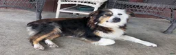 Australian Shepherd dogs for sale: Red Female - Ad 2