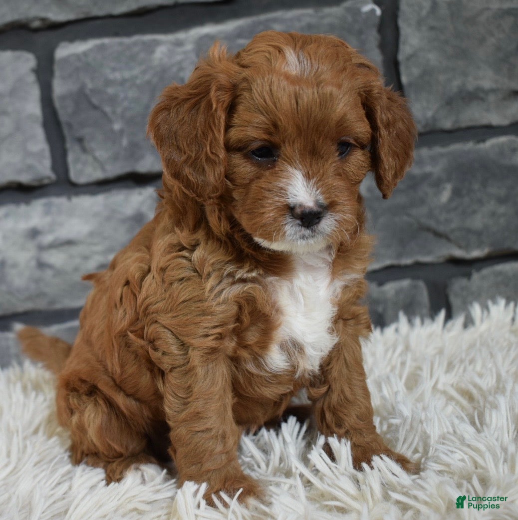 Cavapoo dogs Paige - Ad 19