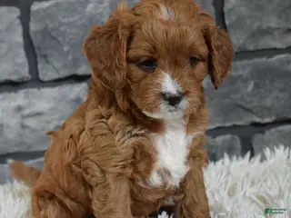 Cavapoo dogs Paige - Ad 34