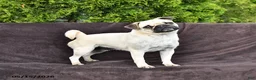 Pug dogs for sale: Betsy - Ad 6